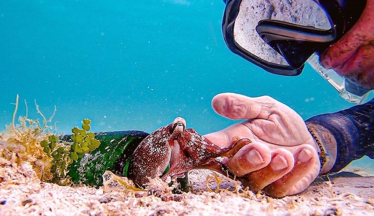 octopus.JPG