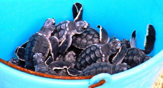 society as a bucket of turtles