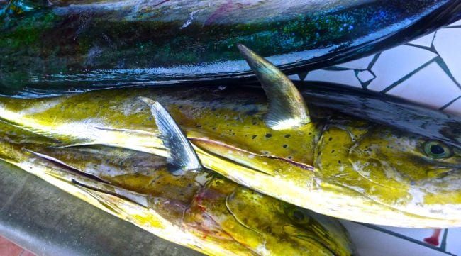 Sayulita, Nayarit, Mexico