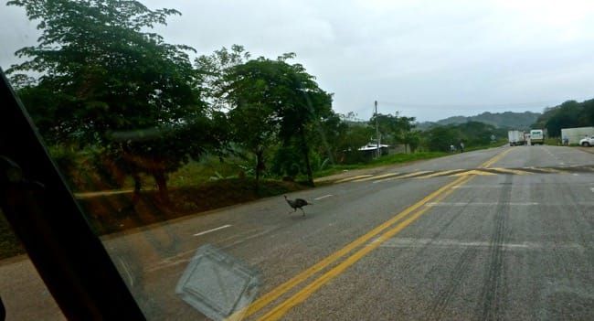 a precursor on driving in mexico