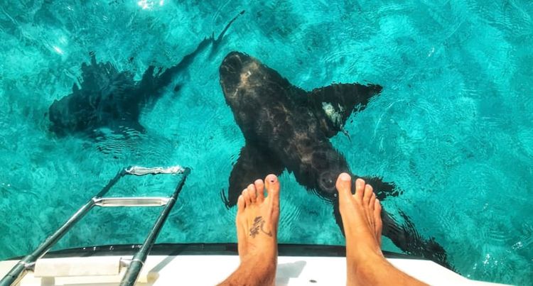 The Majors (pig beach)