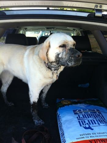 Whistler Volleyball Tourney