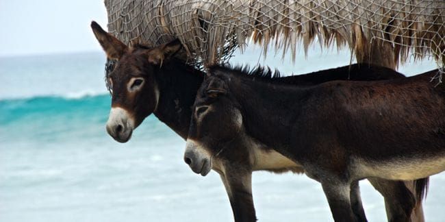 Nine Palms, Baja East Cape