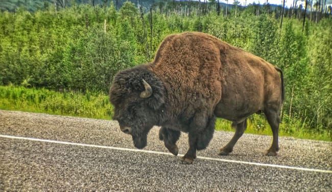 Bison Brawl