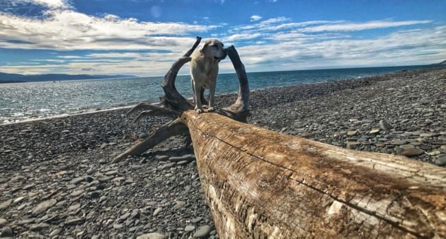Homer, AK