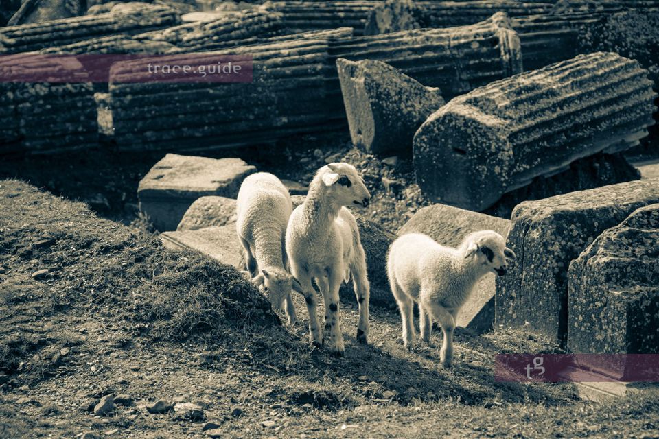 A flock of sheep at Euromos