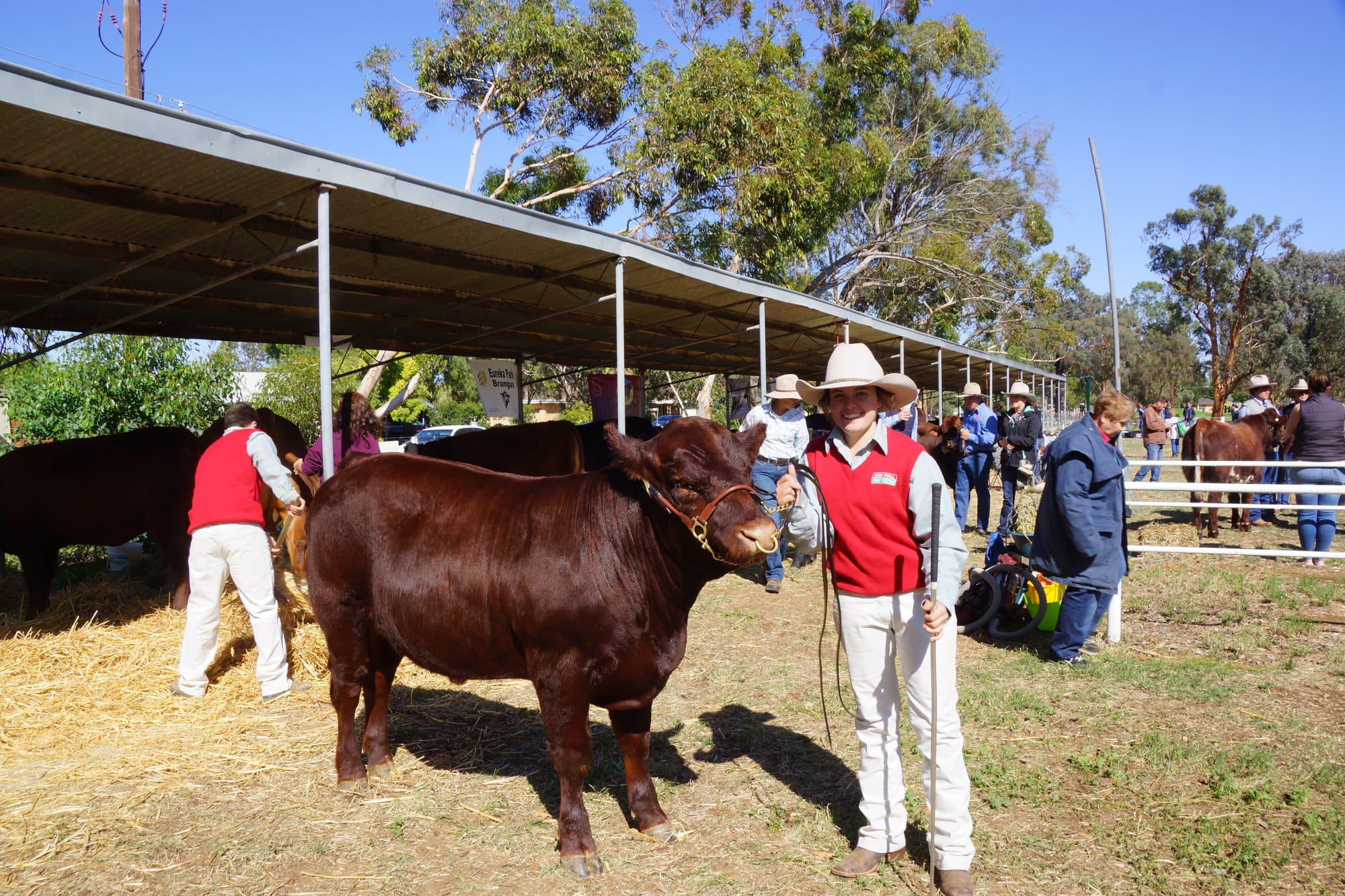 Juniors ... Carlie Mackelmann from Glenwyn Redpolls, Congupna, with bull Glenwyn Zeus.