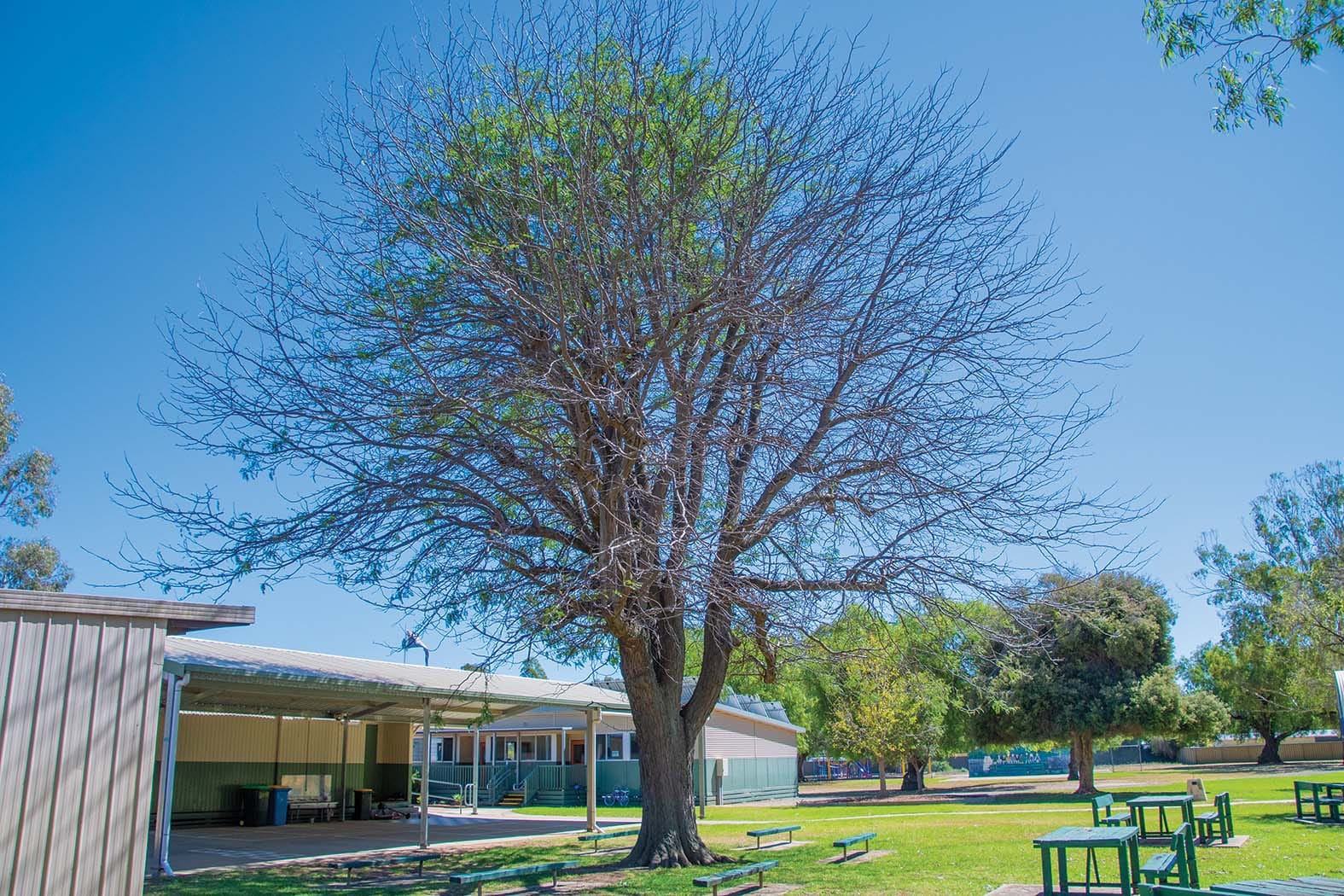 Stripped bare ... This tree looks like it has dropped all of its leaves in the dead of winter, but it’s just the damage the corellas have done to it. 
