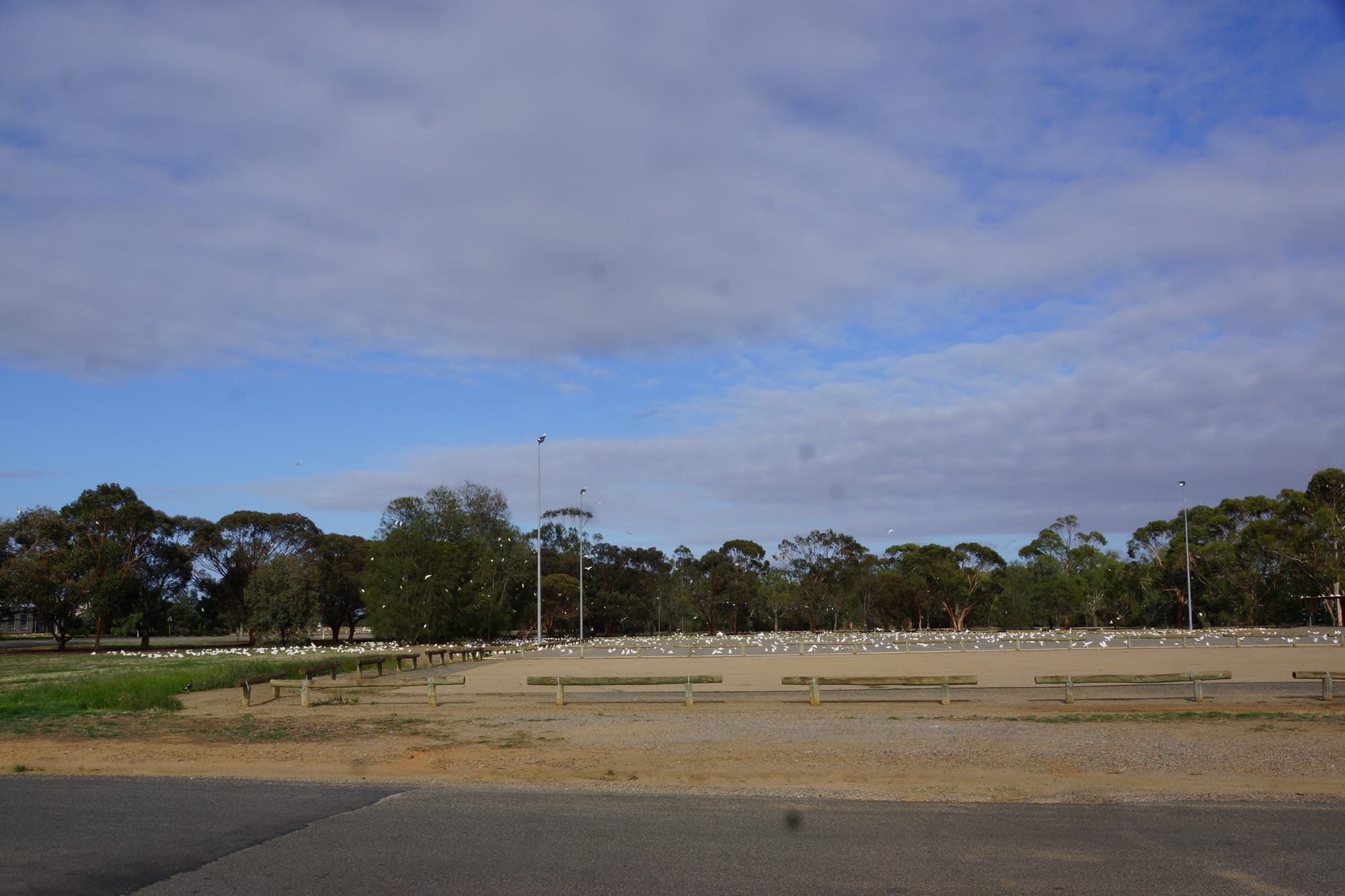 Last Wednesday morning ... Thousands of corellas were seen congregating around the Nathalia/Katamatite Road area, including the netball courts following the windy weather on Tuesday night.