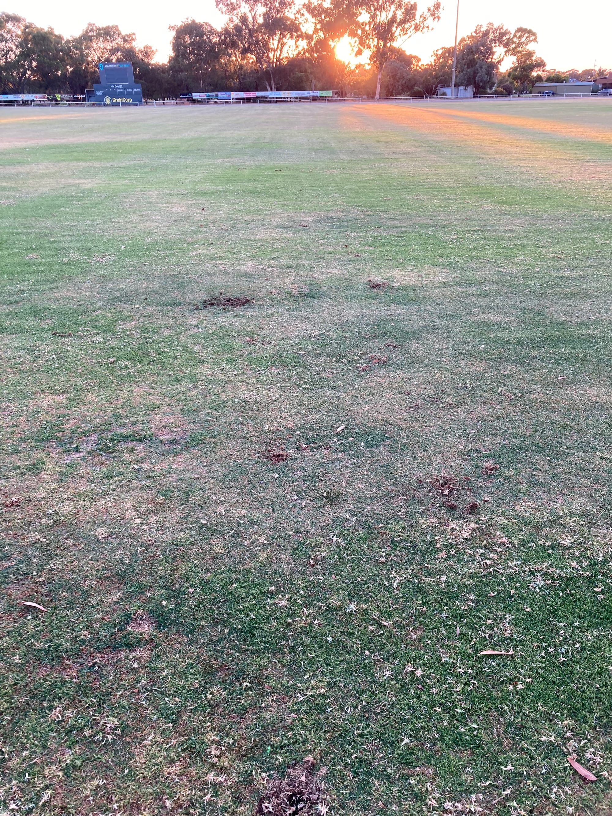 Damage... You can always tell where the corellas have been by the tell-tale potholes left behind like these Christmas presents left for the groundskeeper.
