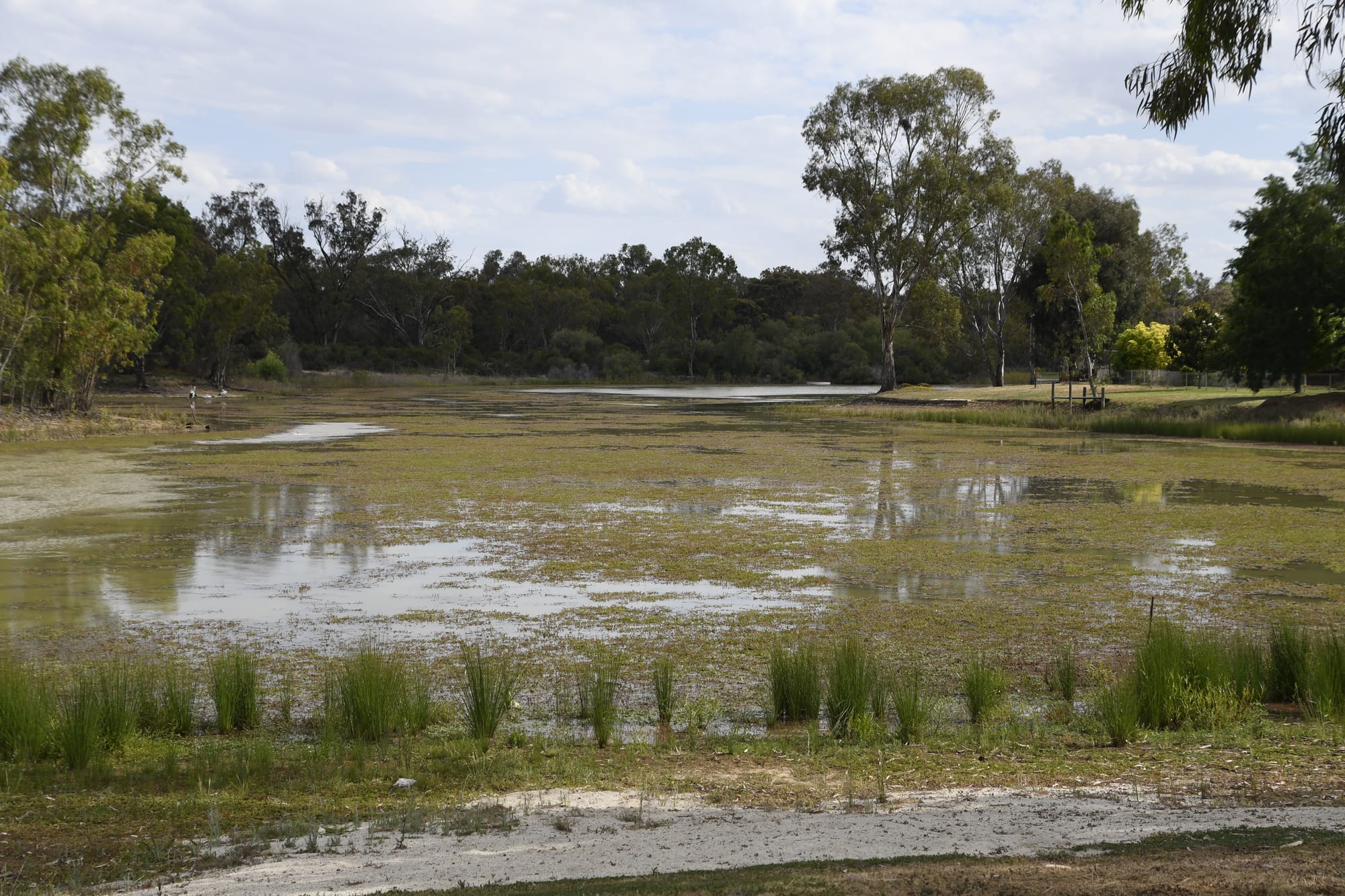 Lake Numurkah ... Still not safe to go in the lake, but safe to go on it. 