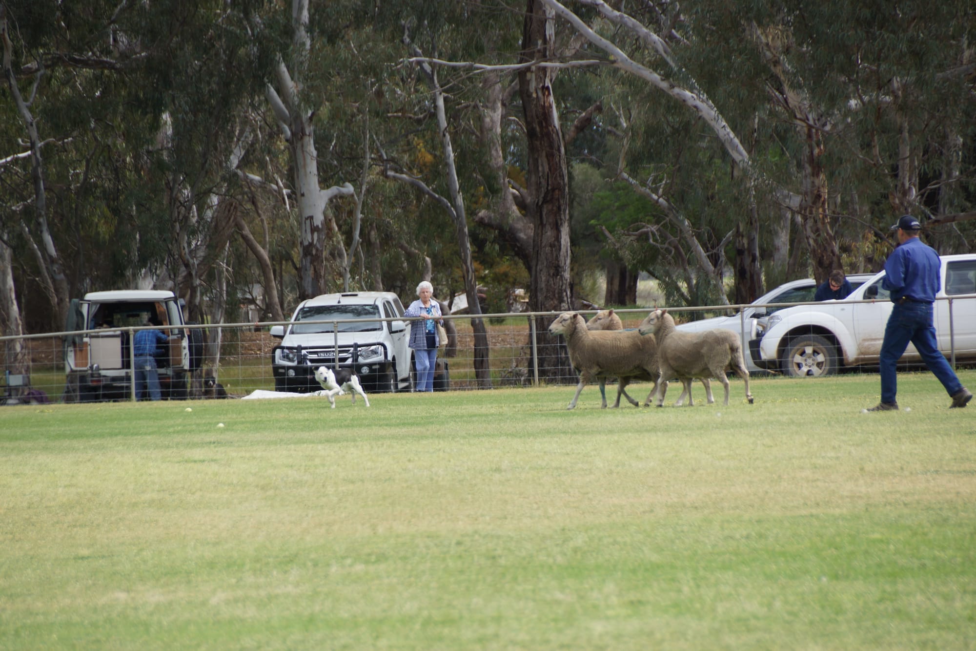 Good dog ... John Tuddenham directs Waramara Dot in the Alan and Eunice Lubke sheep dog trials, the 85th running of this event this year.
