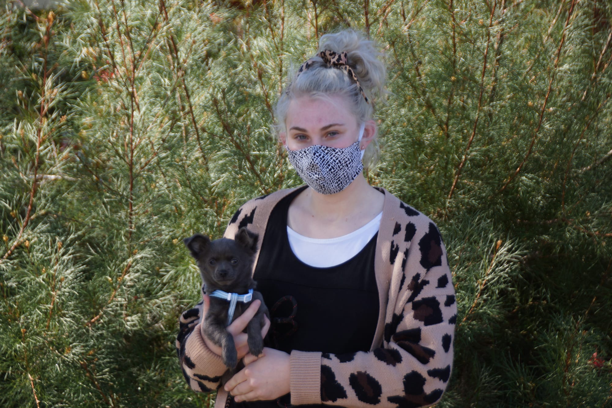 Top dog and proud ‘mum’ ... Brittany Sutton and her steel blue chihuahua Teddy. 