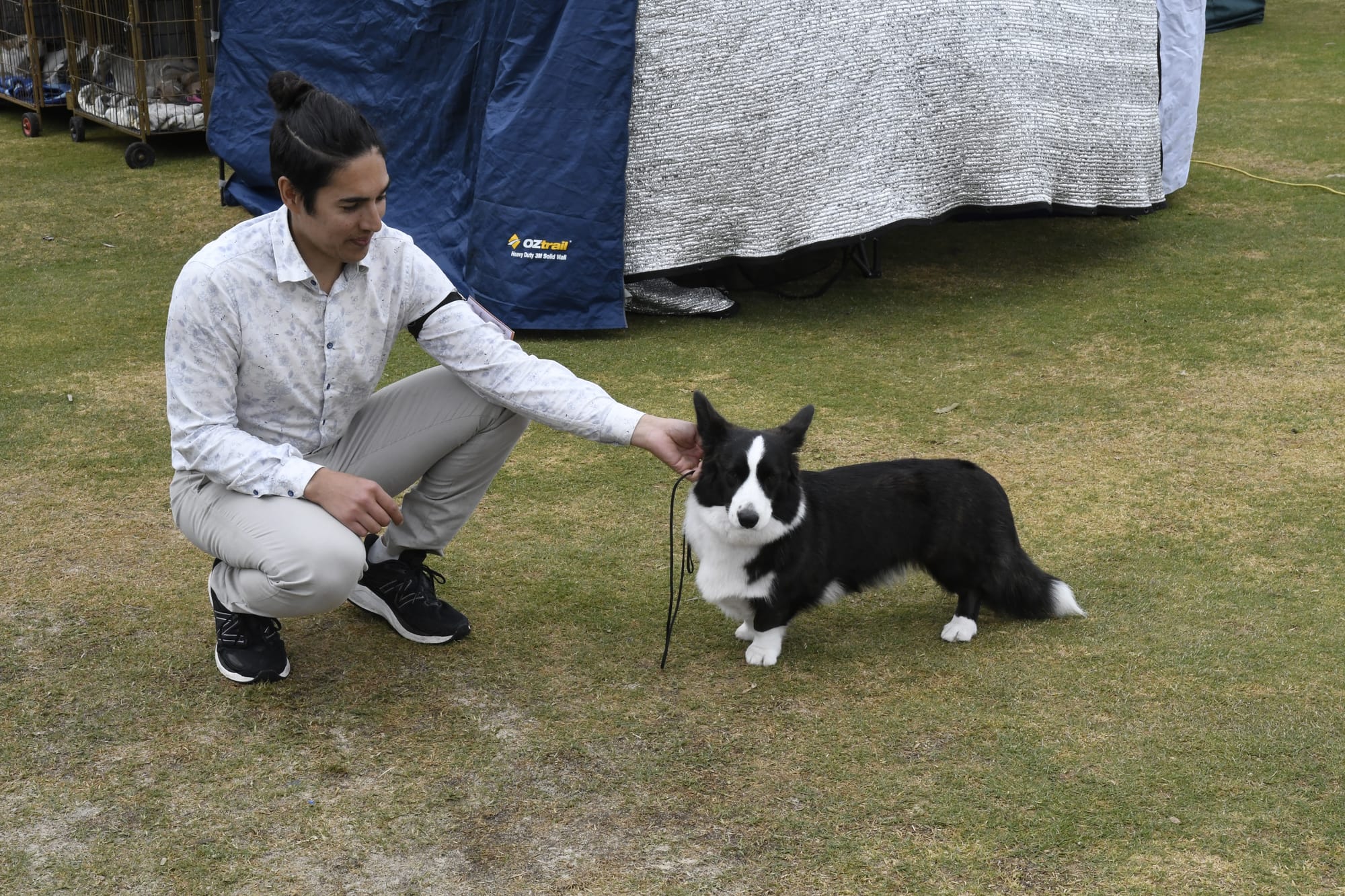 Perfectly preened... Natasha the Cardigan Corgi was hopeful of taking home a prize, as was her owner Chris.&nbsp;