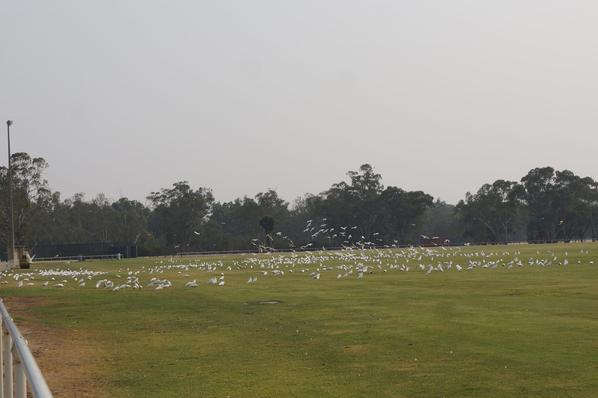 Corella numbers back up and doing damage