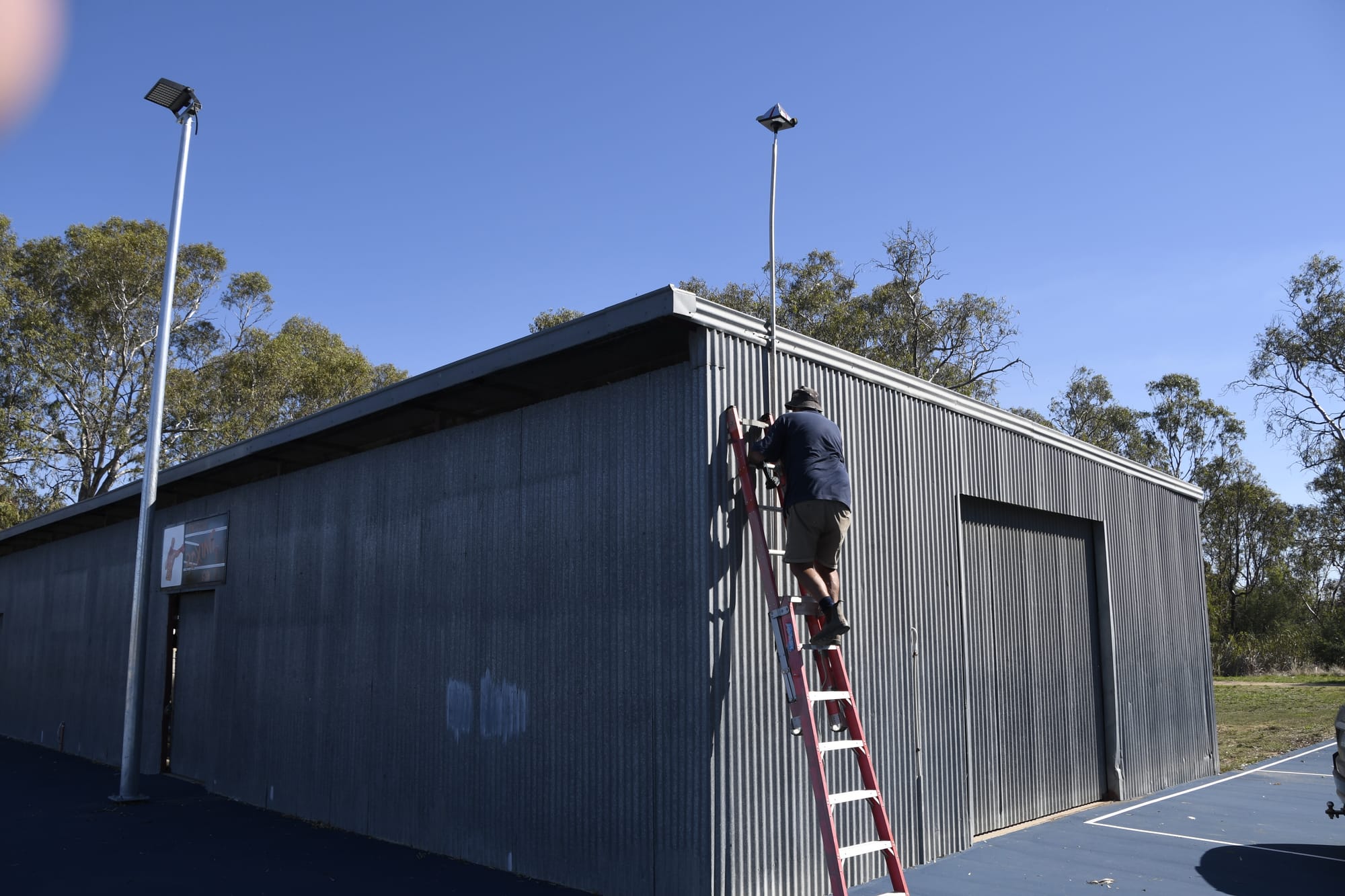 Corellas wreak havoc again