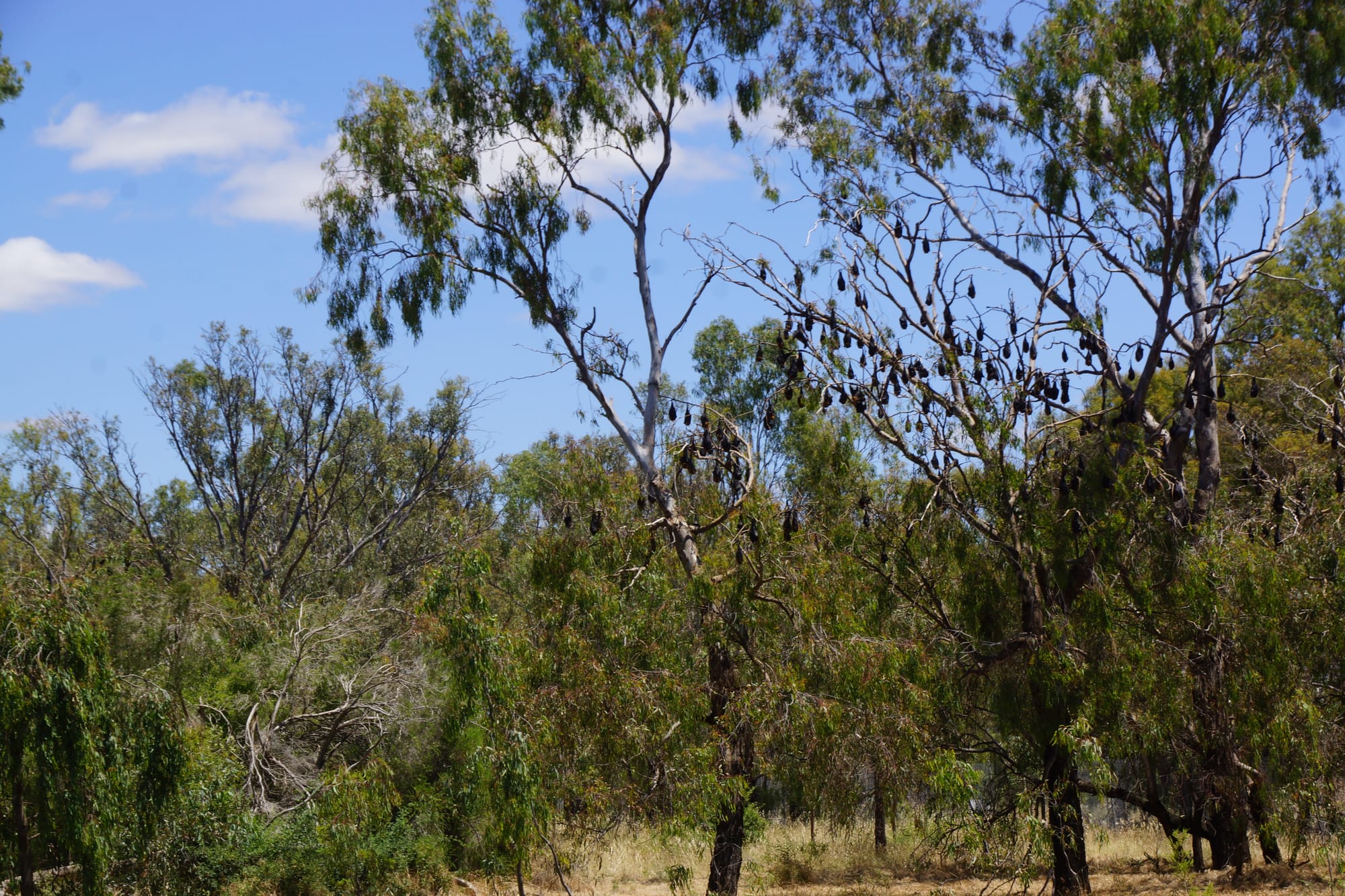 Flying foxes classified as endangered, but Numurkah colony hanging in there
