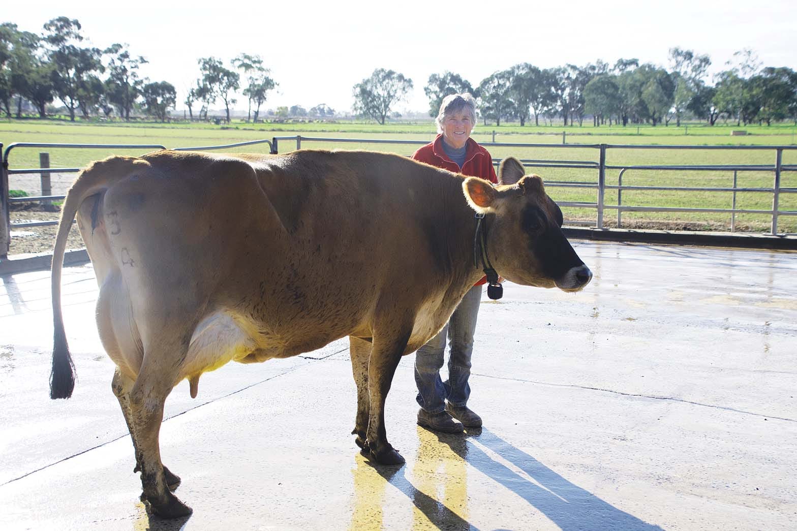 Healthy cows are productive cows...Margaret Cockerill shows off Warrain Irwin Love Lies 5, number one Jersey cow in Australia according to the Balanced Performance Index.