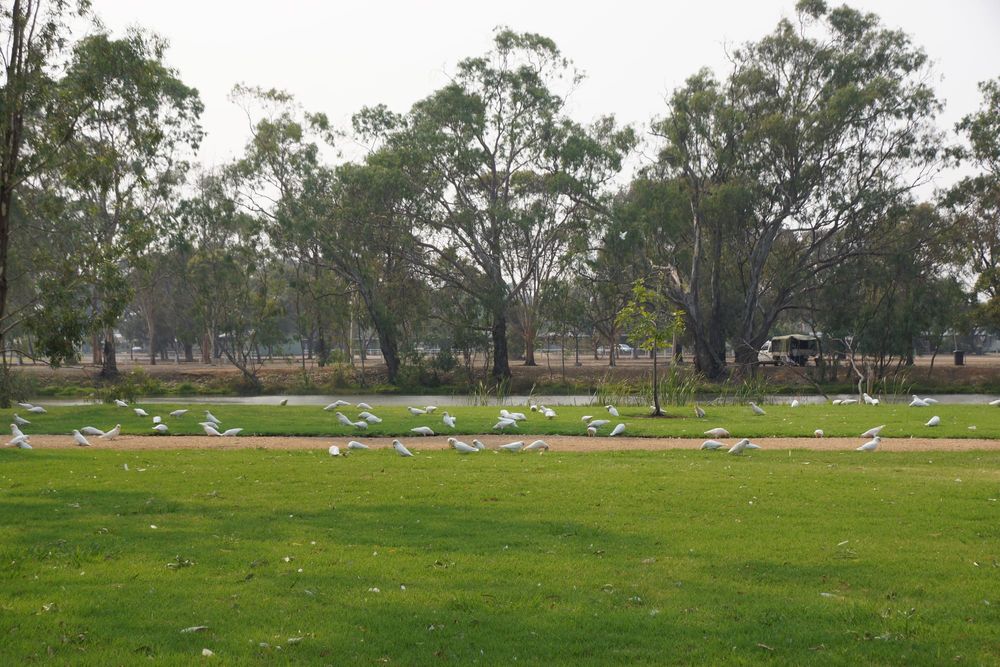 Numurkah Leader photo gallery: January 15 2020 post image