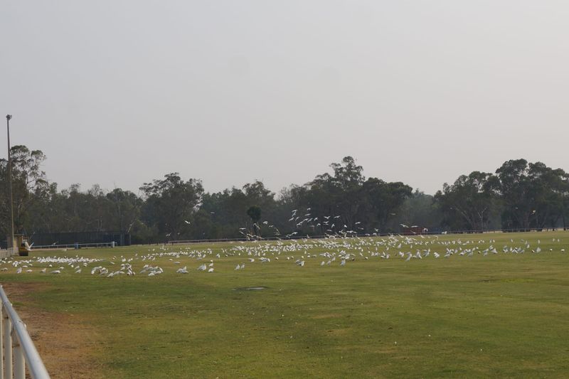 Corella numbers back up and doing damage post image