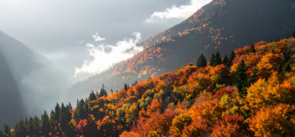 The European Landowners' Organization Joins FoCC