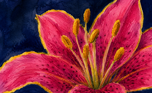 The tiger lily I never expected anyone to choose
