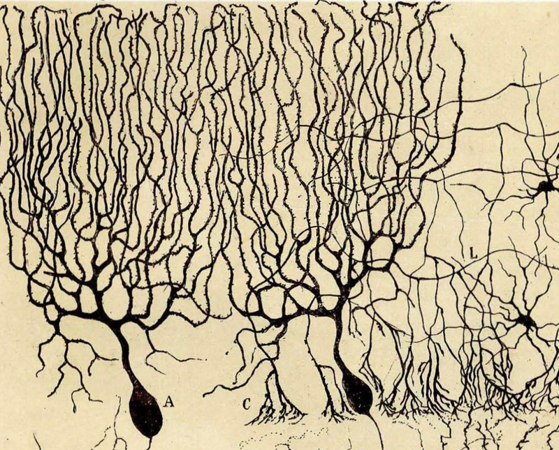 The Neuroscience of Consciousness: Predictive Maps and the Unconscious Will