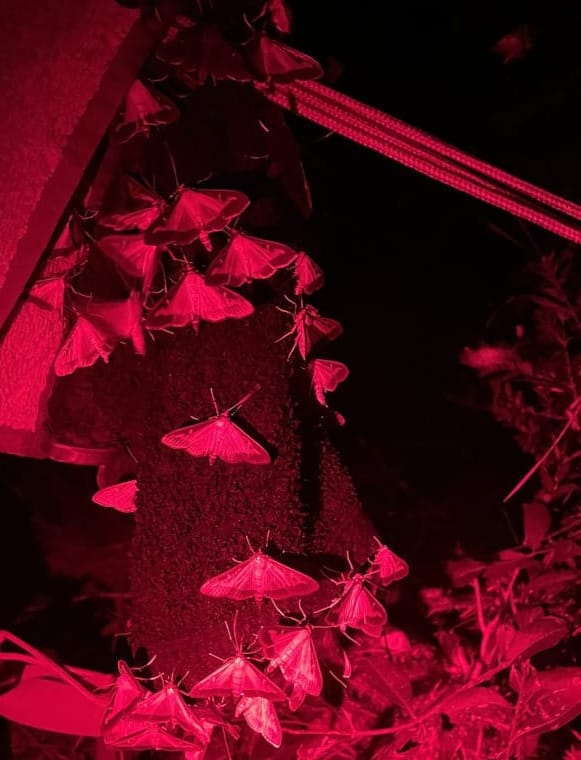 Night shot while camping: wash cloth with moths hanging to dry