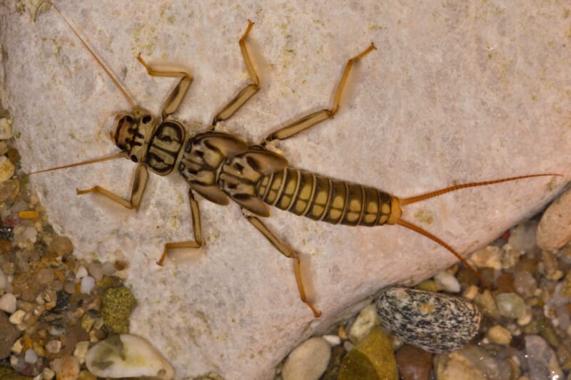 A stonefly larvae sitting on a rock