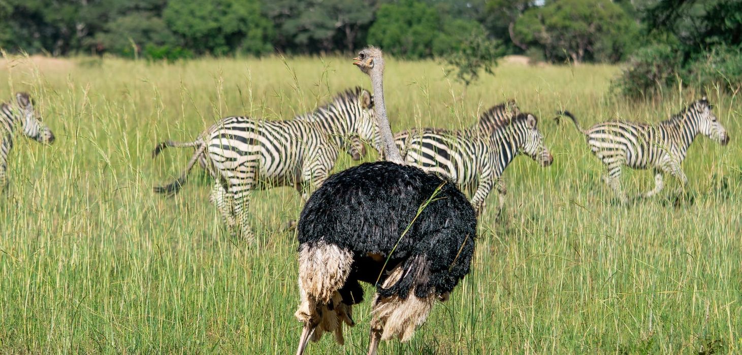 Zebra & Ostrich in Zambia