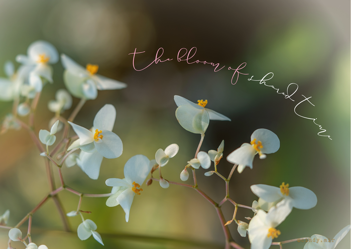 Postcard for a Senior House in Osaka