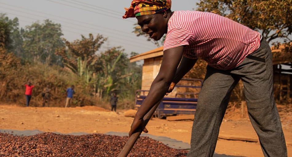Image shows Emelia Debrah, 51,  Fairtrade cocoa farmer spreading out cocoa beans to dry, in Alavanyo, Ahafo Region of Ghana