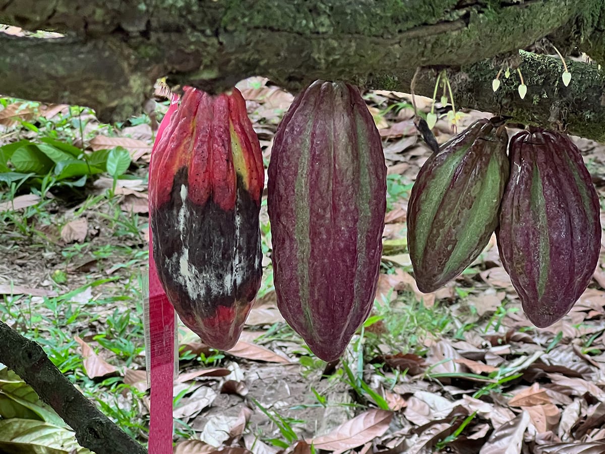 Image shows evidence of monilla on a cocoa pod.