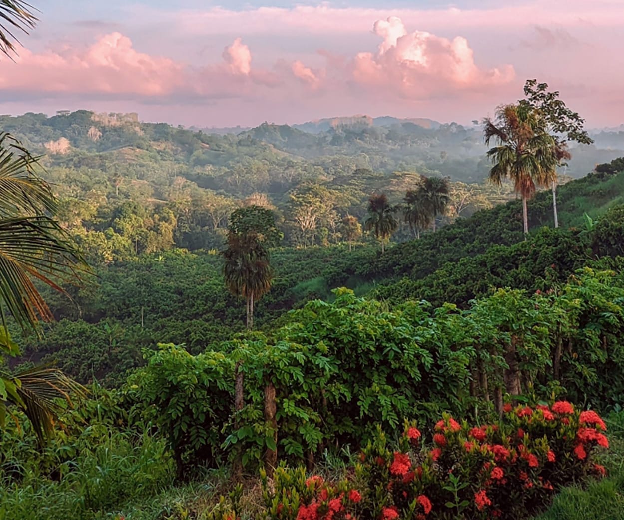 Image shows a landcape shot of cocoa-growing region in Colombia.