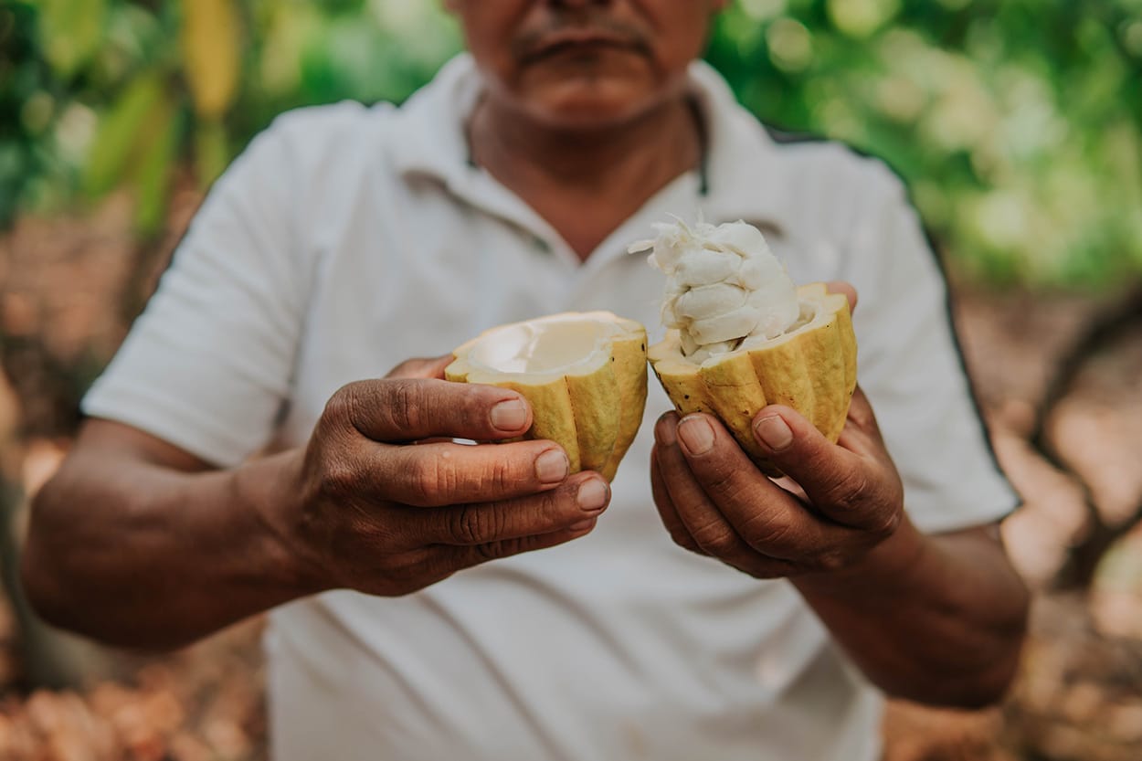 Image shows a Latin American Cocoa Farmer splitting a cocoa pod.