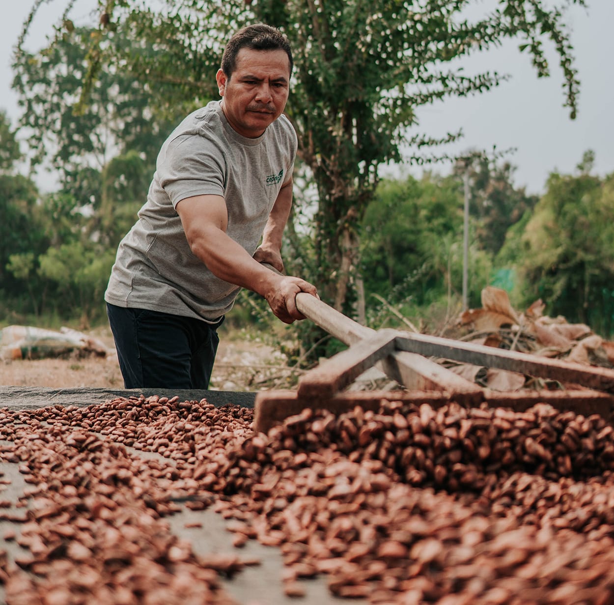 Image shows a farmer in South America raking cocoa beans.