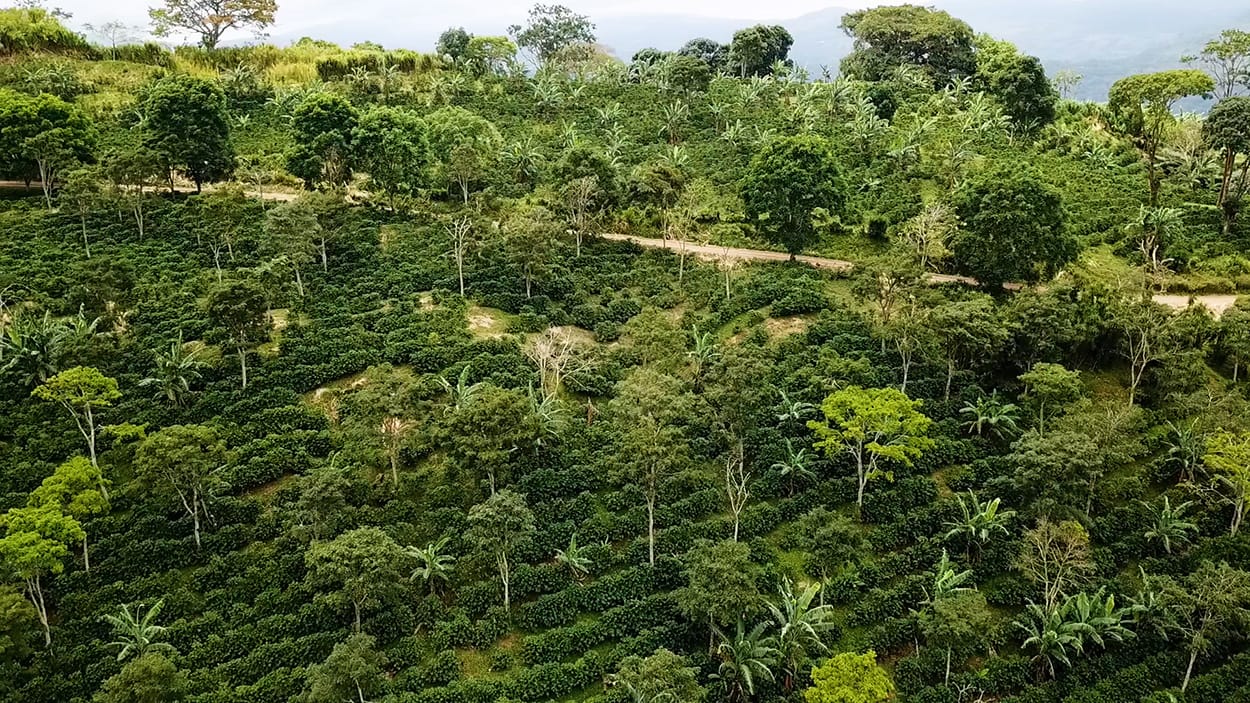 Image shows a tropical forest in Rainforest Alliance's Regenerative Programme