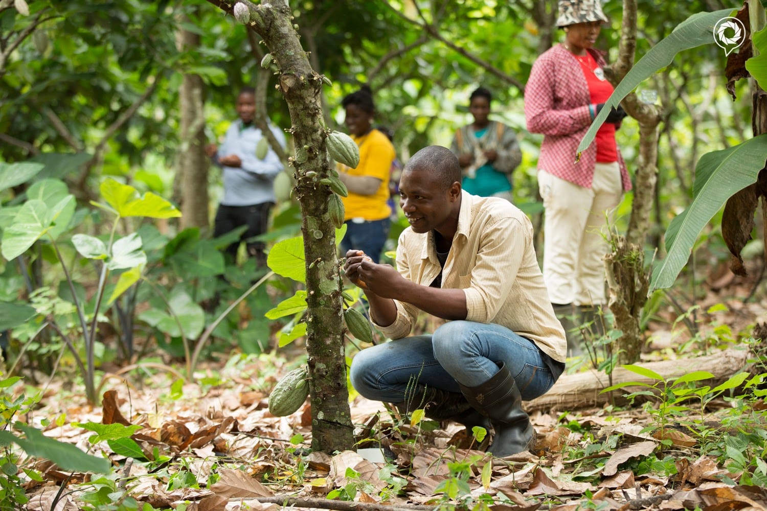 Image shows farmers in Ghana tending to their cocoa trees.
