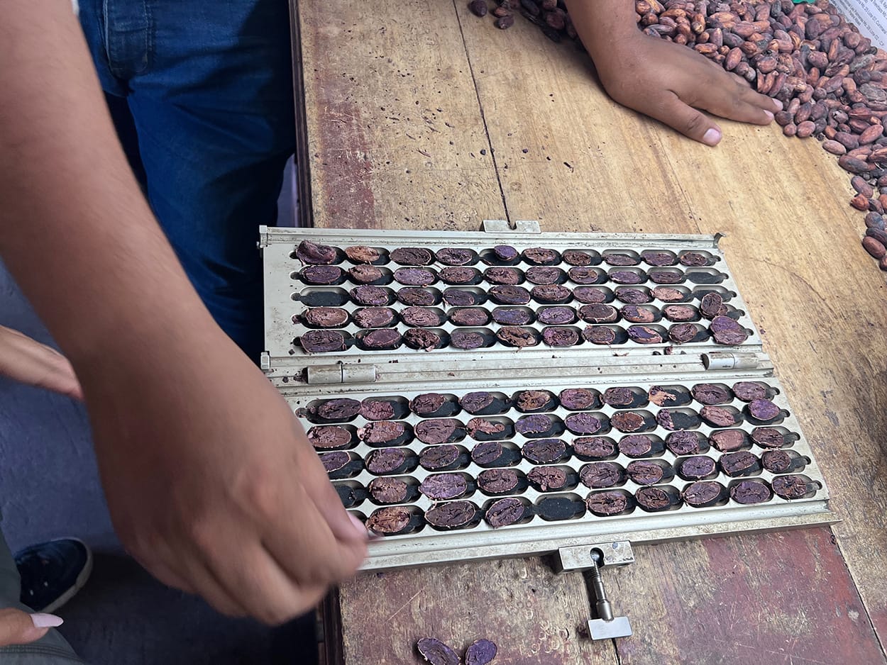 Image shows a tray with spliced cocoa beans open for imspection.