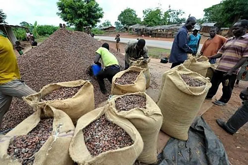 Image shows Cocoa farmers in Cameroon bagging up their cocoa ready for export.