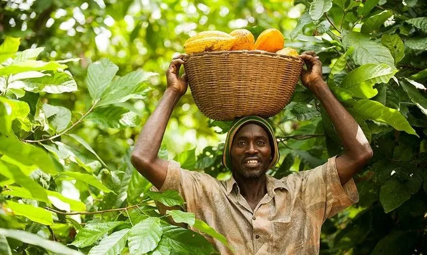 Image shows Issouf, a farmer at a Fairtrade certified cooperative in Côte d'Ivoire, carrying a basket of cocoa pods.
