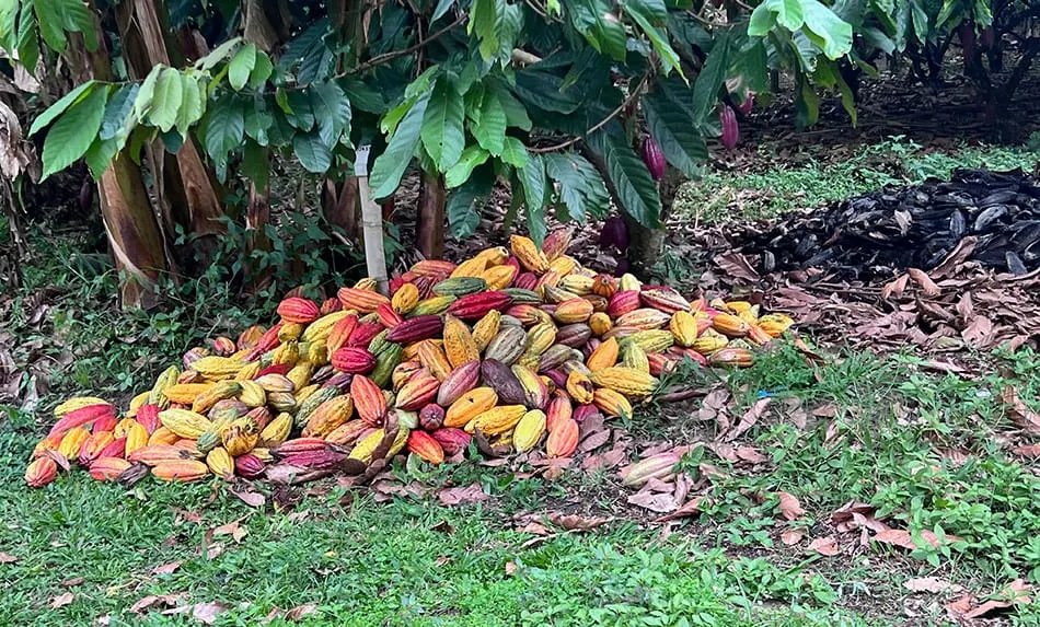 Image shows cocoa pods lay on the ground ready to be harvested on a polygon-mapped farm in Colombia