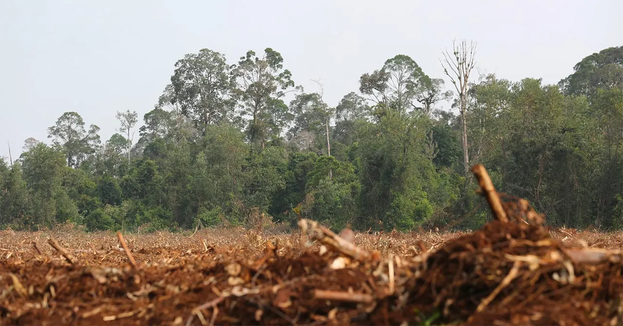 Image shows a tropical forest and the impact of deforestation.