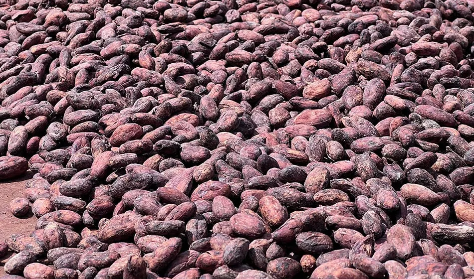 Image show cocoa beans drying under the sun.