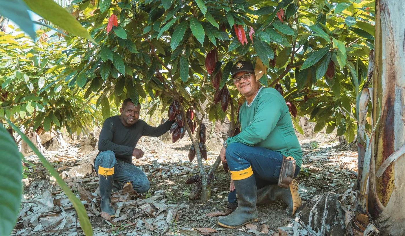 Image shows two Brazilian cocoa farmers working on their crop.