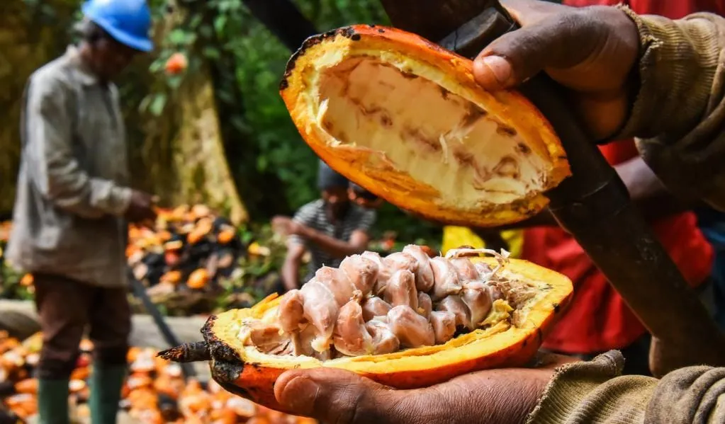 Image shows a cocoa farmer openinng a pod to reveal beans.