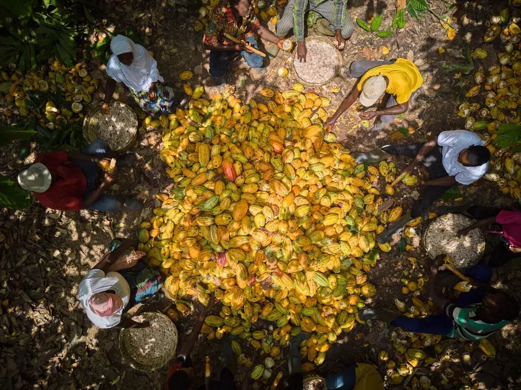 image shows an arial view of cocoa farmers shelling pods on the ground. 