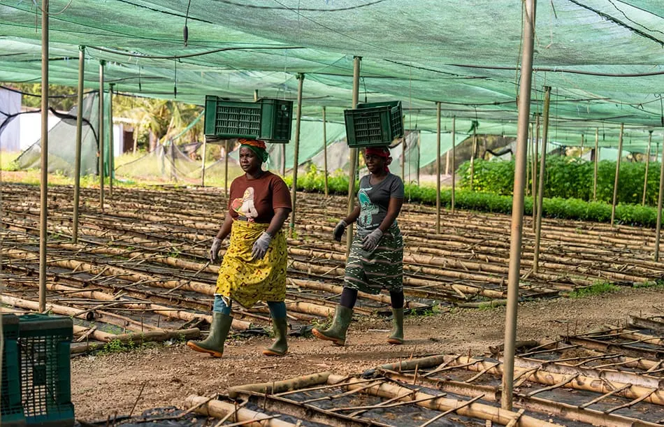 Image shows Cocoa workers tending to seedlings on a nursery supported by Cocoa Horizons