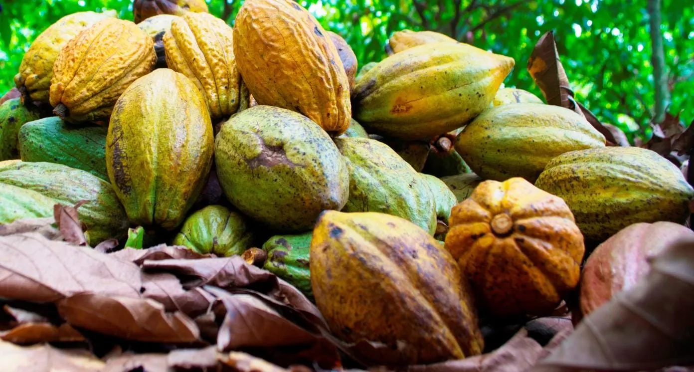 Image shows colourful cocoa prods from Sierra Leone