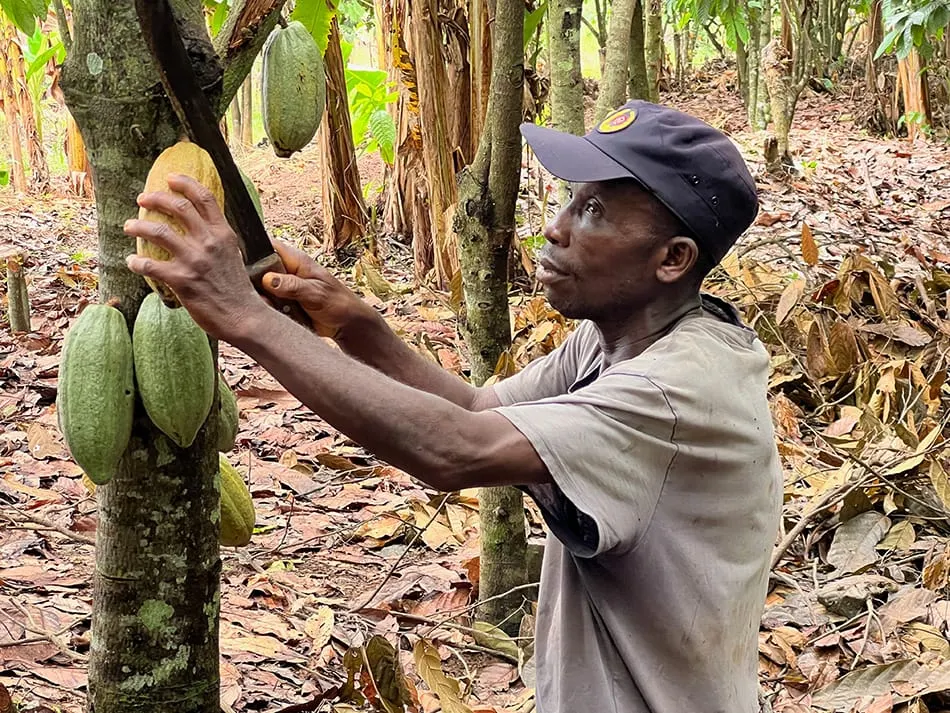 Image shows a cocoa farmer harvesting pods on his farm.
